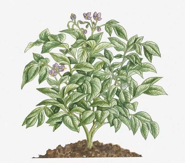 Illustration of Solanum tuberosum (Potato) bearing purple flowers with yellow stamen and green leaves