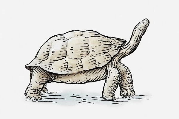 Illustration of a tortoise, side view, looking up