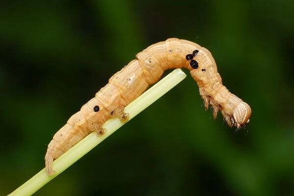 Inchworm. Close up of Inchworm