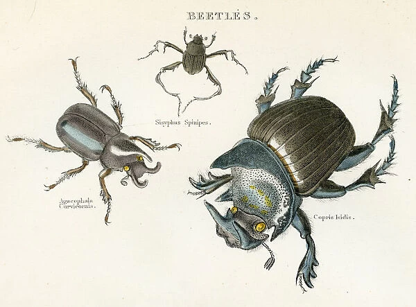 Insects beetles engraving 1893