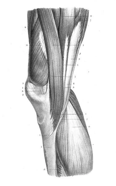 Internal knee region anatomy engraving 1866