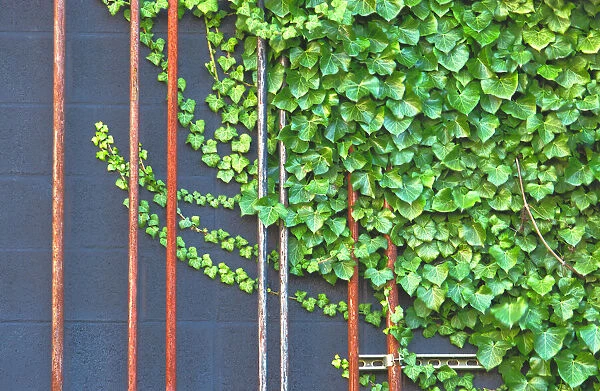 Ivy on Wall With Pipes