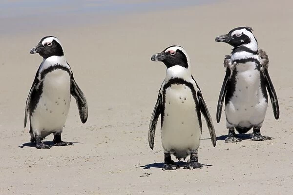 Jackass Penguin, Black-footed Penguin or African Penguin -Spheniscus demersus-, small group with young on the beach, Boulder, Simons Town, Western Cape, South Africa