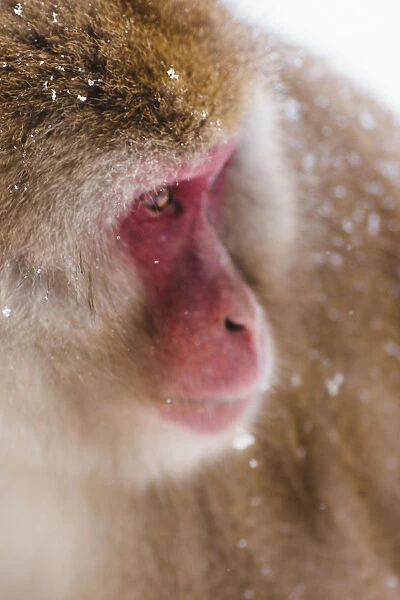 Japanese Snow Monkey looking into distance