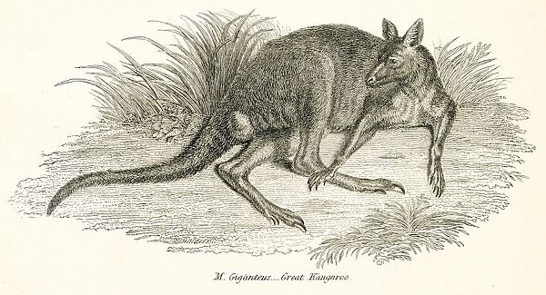 Kangaroo engraving 1803