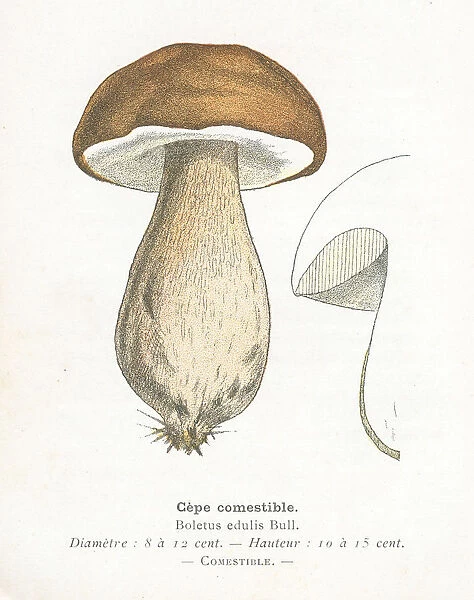 King Bolete Mushroom engraving 1895