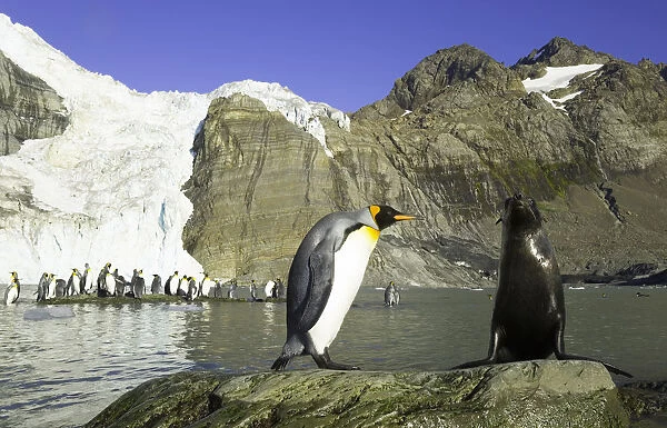 King penguin and female Antarctic fur seal side by side on rock
