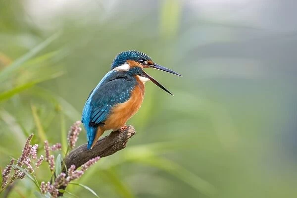 Kingfisher -Alcedo atthis-, young bird regurgitating a pellet, Middle Elbe, Saxony-Anhalt, Germany