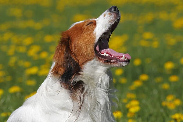 Kooikerhondje, Kooiker Hound -Canis lupus familiaris-, young male dog yawning, domestic dog