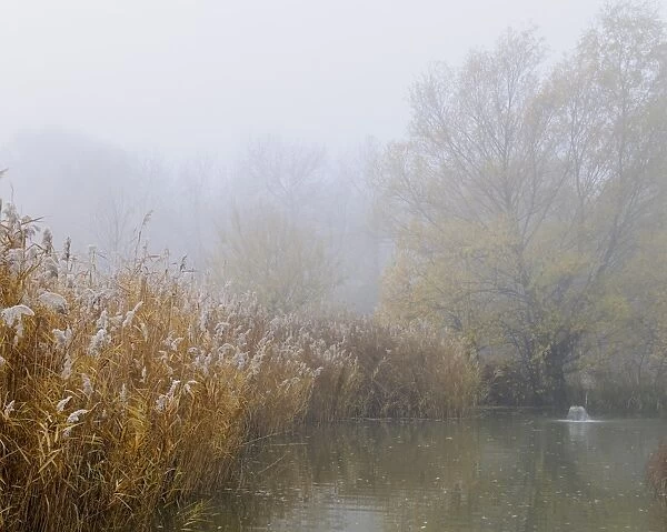 Landscape, fog, Schoenau fish ponds, Schoenau, Lower Austria, Austria, Europe