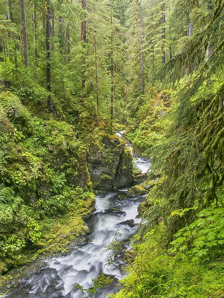 Landscape with Sol Duc River, Olympic National Park, Washington State, USA