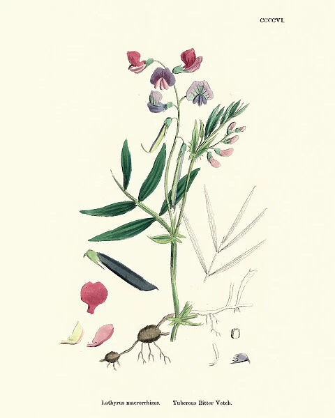 Lathyrus macrorrhizus, bitter vetch or heath pea, Victorian floral print