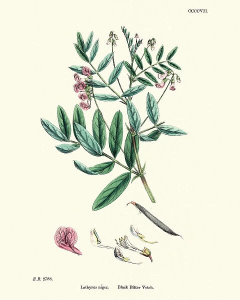 Lathyrus niger, black bitter vetch, Wildflower Floral Print