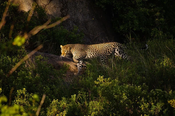 Leopard. Serengeti, Tanzania