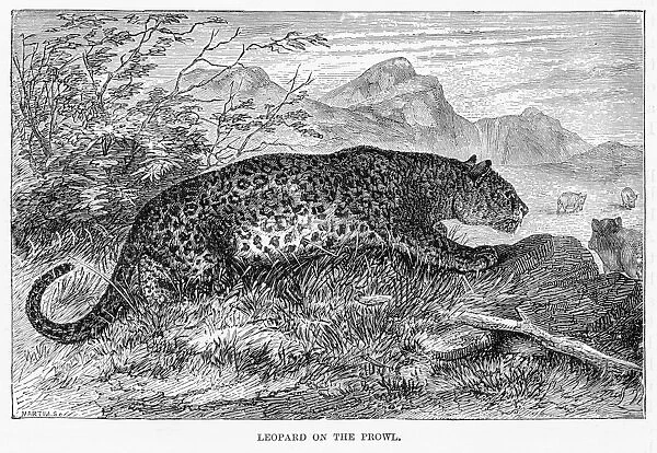 Leopard hunting engraving 1894