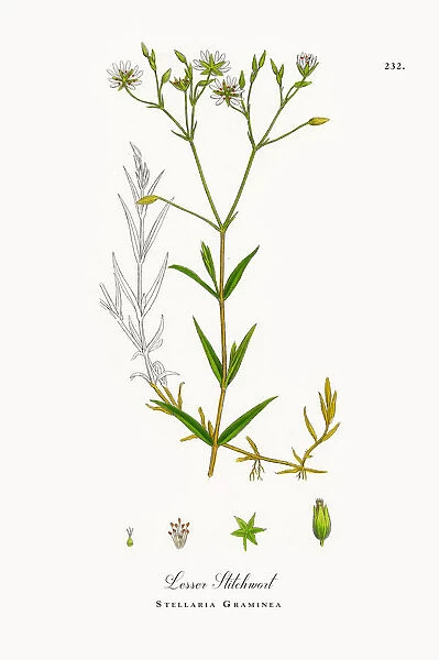 Lesser Stitchwort, Stellaria Graminea, Victorian Botanical Illustration, 1863