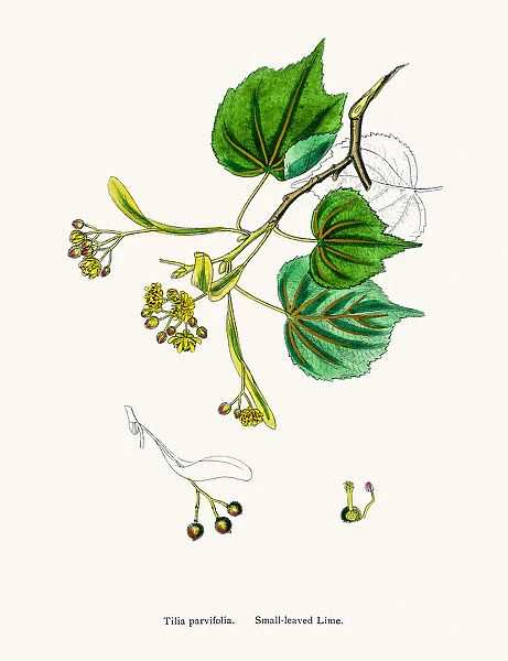 Lime (Basswood, Linden) tree flowers