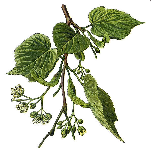 linden. Antique illustration of a Medicinal and Herbal Plants