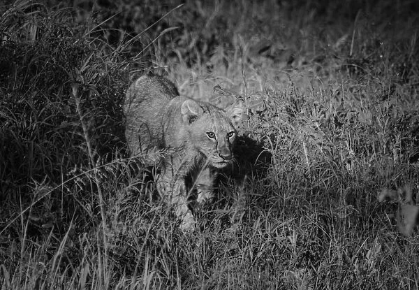 Lion Cub. Serengeti, Tanzania