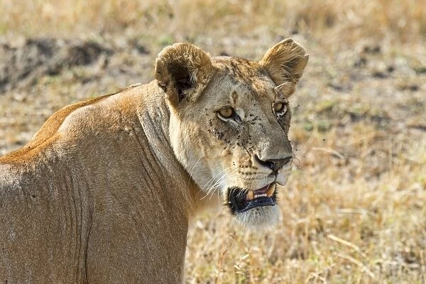 Lion -Panthera leo-, lioness, adult female, Msai Mara National Reserve, Kenya