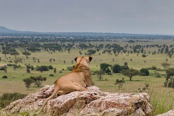 Lioness in the Serengeti