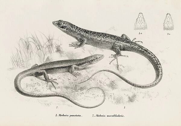 Lizards engraving 1887