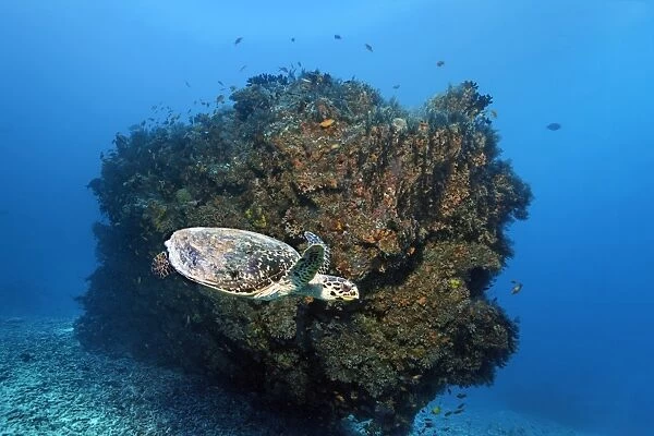 Loggerhead sea turtle -Caretta caretta- in front of coral block, Embudu channel, Indian Ocean, Tilla, South Male Atoll, Maldives