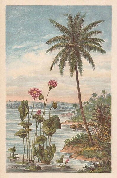 Lotus flower and coconut palm, chromolithograph, published in 1894