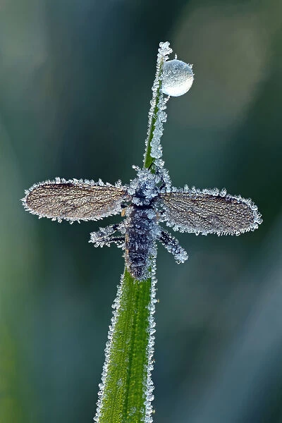March Fly or St Marks Fly -Bibio-, with hoarfrost ice crystals, Hesse, Germany
