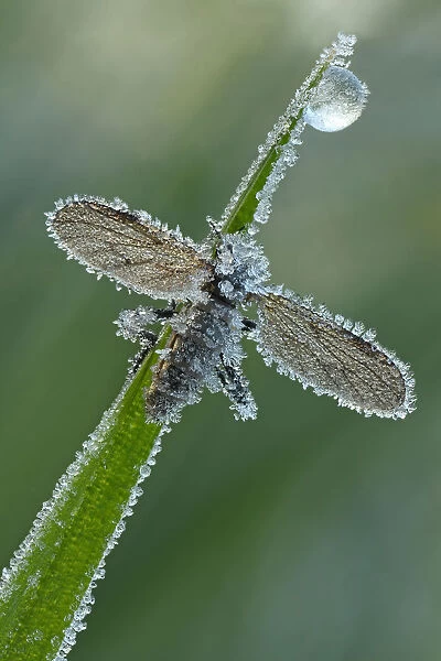March Fly or St Marks Fly -Bibio-, with hoarfrost ice crystals, Hesse, Germany