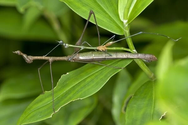 Mating Stick Grasshoppers -Taxiarchus spec. -, exhibiting sexual dimorphism, mating, Tiputini rain forest, Yasuni National Park, Ecuador