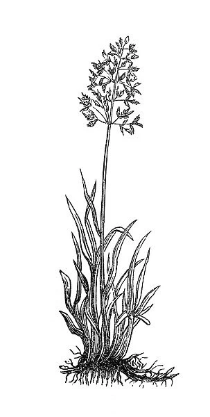 Meadow Grass (Poa pratensis)