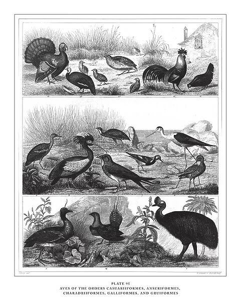 Members of the Orders Ciconiiformes, Gruiformes and Charadriiformes Engraving Antique Illustration