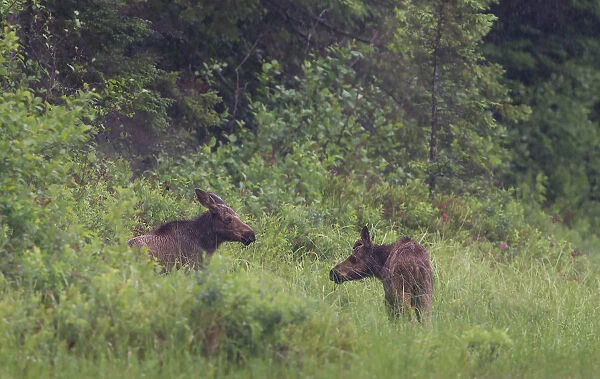 Moose calves in Algonquin Park