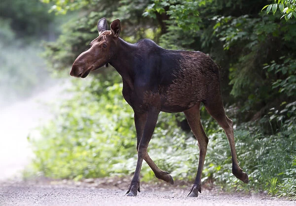 Moose on dirt road in Algonquin Park