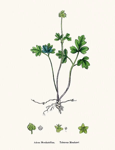 Moschatel plant Adoxa moschatellina scientific illustration