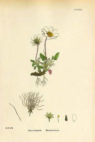 Mountain Avens, Dryas octopetala, Victorian Botanical Illustration, 1863