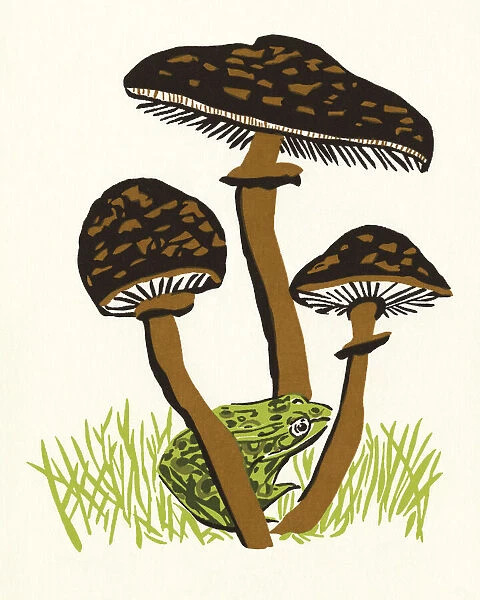 Three Mushrooms and a Frog
