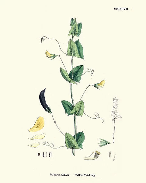 Natural History, Flora, Vicia Aphaca, Yellow Vetchling