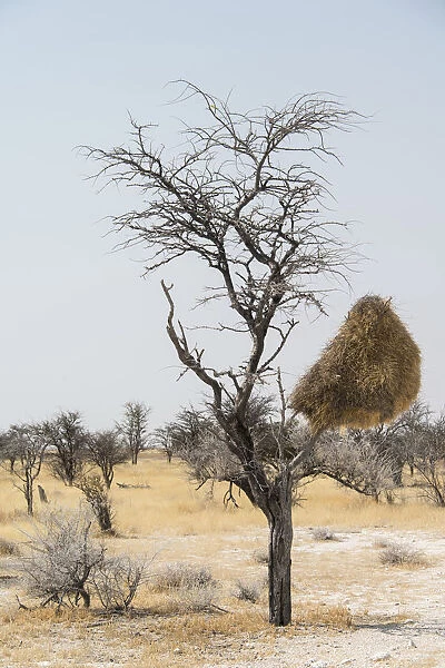 Nesting colony of hanging in a tree, Sociable Weaver -Philetairus socius-, Etosha National Park, Namibia