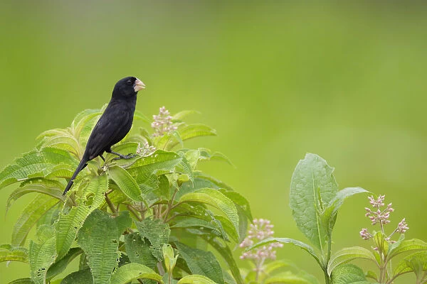 Nicaraguan Seed-Finch