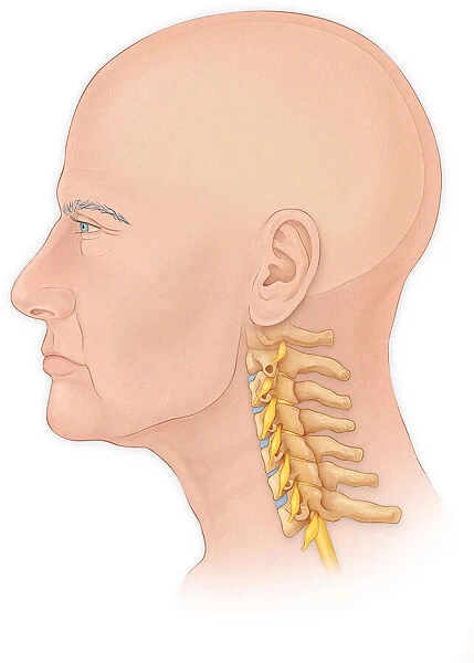 Normal lateral view of a mans head and neck with a skull