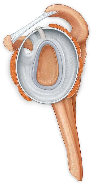 Normal side view of the shoulder joint hilighting the labrum, coracocromial ligament