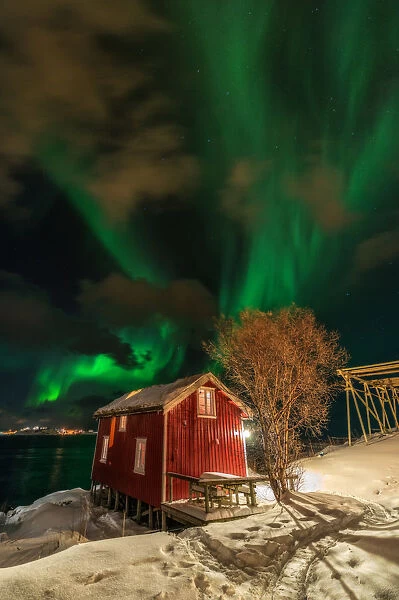 The northern light over red cabin in Lofoten, Norway