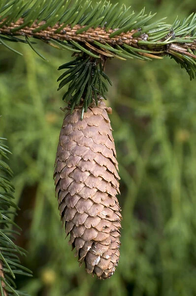 Norway Spruce -Picea abies-, cone