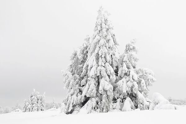 Norway spruce -Picea- in snow, winter, Kahler Asten, Winterberg, Rothaargebirge mountains, Sauerland region, North Rhine-Westphalia, Germany, Europe