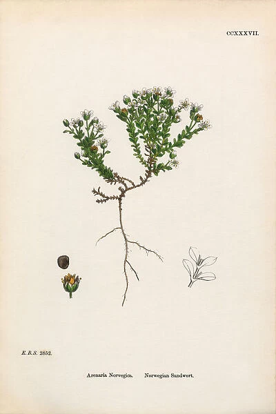 Norwegian Sandwort, Arenaria Norvegica, Victorian Botanical Illustration, 1863