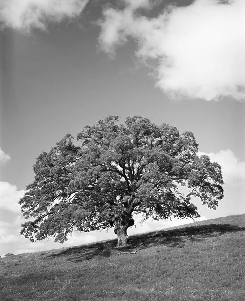 Oak tree. UNITED STATES - CIRCA 1950s: Large oak tree