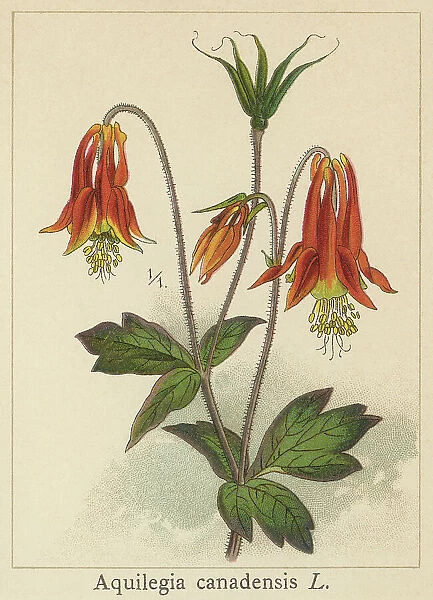 Old chromolithograph illustration of Botany, Canadian or Canada columbine, eastern red columbine, or wild columbine (Aquilegia canadensis)