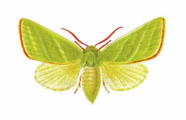 Old chromolithograph illustration of the green silver-lines moth (Pseudoips prasinana, Halophila prasinana)